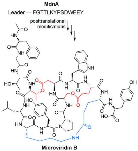 Ribosomally Synthesized And Post Translationally Modified Peptide