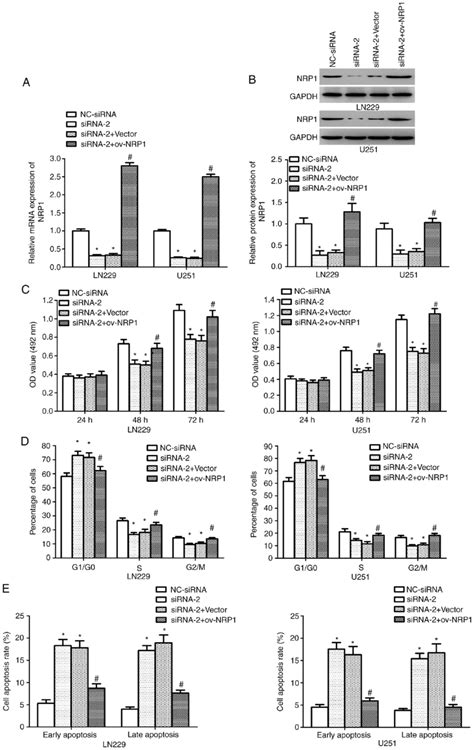 Hnf4g Promotes Glioma Cell Proliferation By Regulating Nrp1 Expression