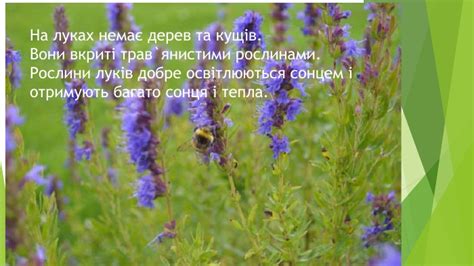 Презентація "Природне угрупування - луки