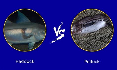 Haddock Vs Pollock The Key Differences