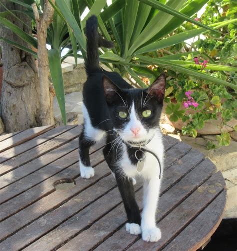 Dollar Malcolm Cat Protection Society