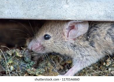 close mouse  house stock photo  shutterstock