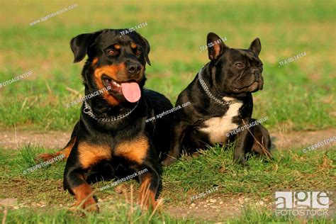 Rottweiler Vs Bulldog