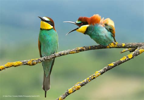 The Winners Of Comedy Wildlife Photography Awards 2019