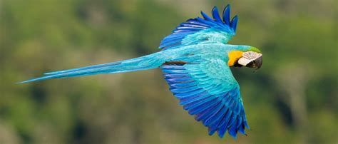 The Amazon in Brazil | Brazil | The Brazil Specialists™