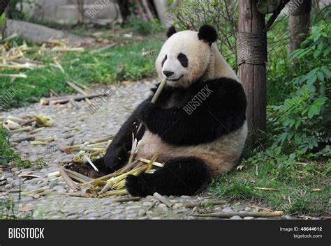 Adult Giant Panda Bear Eating Image & Photo | Bigstock