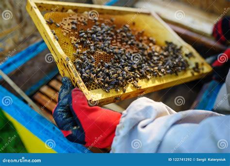 L Apiculteur Prend Le Cadre Avec Le Nid D Abeilles De La Ruche Photo