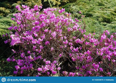 Arbusto Do Rododendro Flores Cor De Rosa Imagem De Stock Imagem