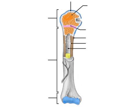 Anatomy of Long Bone Quiz