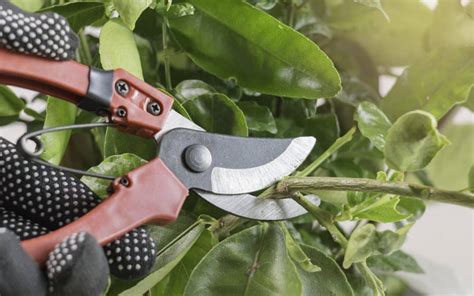 How To Grow Healthy Peach Trees Care And Maintenance Tips