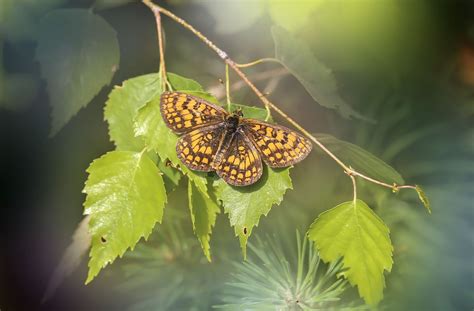 Schmetterling Insekt Geflügeltes Kostenloses Foto auf Pixabay Pixabay