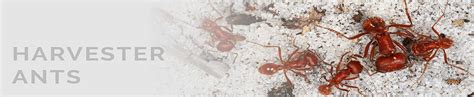 Kinds Of Ants Identifying Common Ants In Oregon Bug Zapper