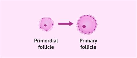 Primordial Follicle To Primary Follicle