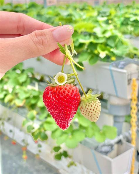 井上麻衣さんのインスタグラム写真 井上麻衣instagram「妹といちご狩り🍓してきました💕💕 今年はもう行けないかなぁ〜と思っていた