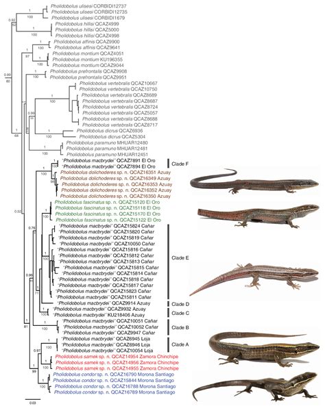 Systematics Of Pholidobolus Lizards Squamata Gymnophthalmidae From