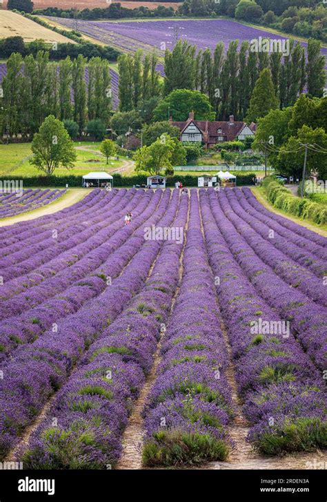 Lavender Fields Of Castle Farm Nestled In The Idyllic Kent Downs Near