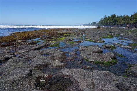 Botanical Beach in Port Renfrew, BC Visitor in Victoria | Day trips ...