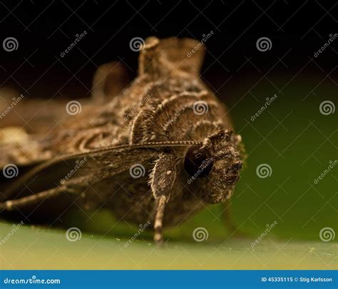 Gamma De Gammafly Autographa Imagen De Archivo Imagen De Cuadrado