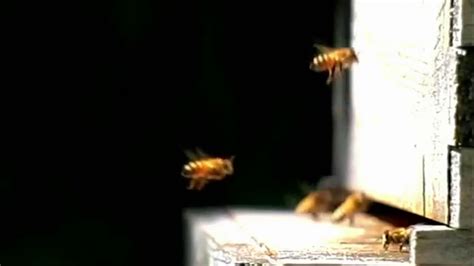 Bienen Himmelsvolk In Gefahr Trailer Bienen Himmelsvolk In Gefahr