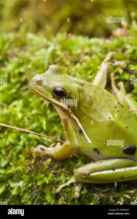 The Green Tree Frog Hyla Cinerea Is A Common Species In The Southern And Southeastern United