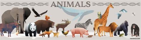 Kingdom Animalia Classification Characteristics And Evolution Rs