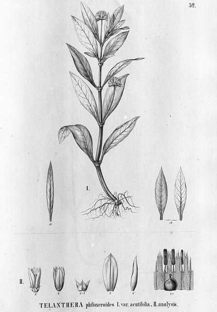 Alternanthera philoxeroides as Telanthera philoxeroides var. acutifolia ...