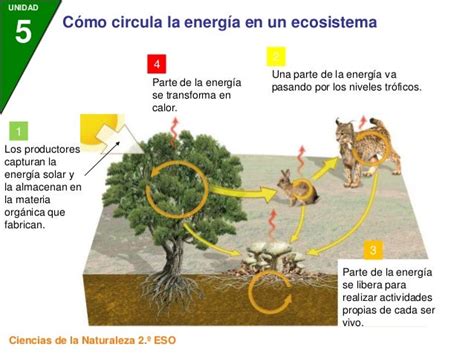 Materia Y Energia Del Ecosistema Anaya