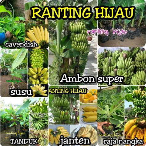 Jual Paket 6 Jenis Bibit Buah Pisang Cavendish Cavendis Ambon Super