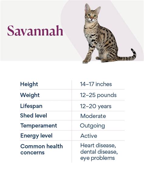 Savannah Cat Breed Health And Care Petmd