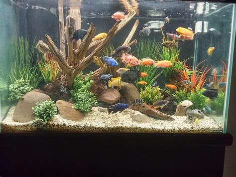 African Cichlid Tank Decoration Ideas Shelly Lighting