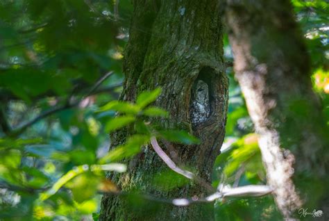 Chouette Hulotte Strix Aluco Tawny Owl Mathieu Piron Flickr