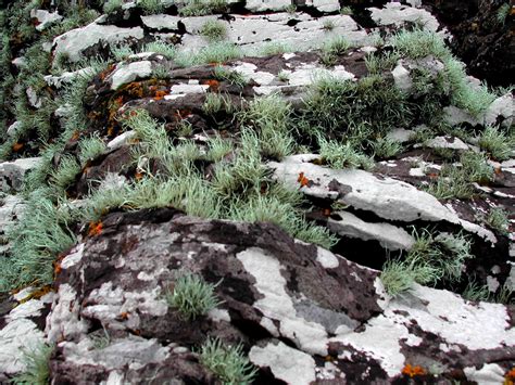 Lichen Free Photo Download | FreeImages