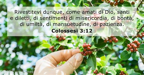 Colossesi 3 12 Versetto Della Bibbia DailyVerses Net