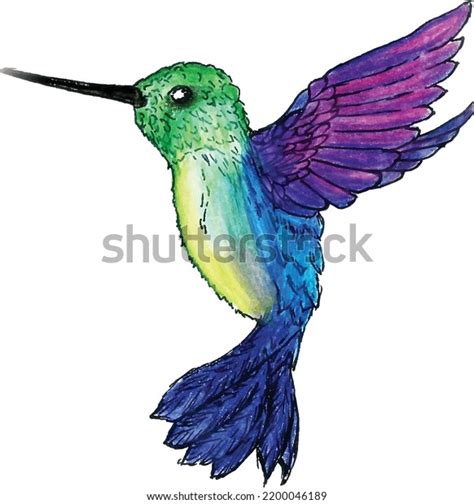 Colour Full Hummingbird Color Pencil Stock Vector (Royalty Free ...