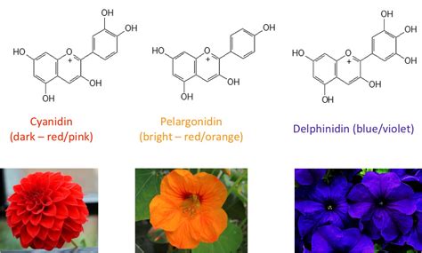 Difference Between Anthocyanin And Flavonoids At Cooper Meares Blog