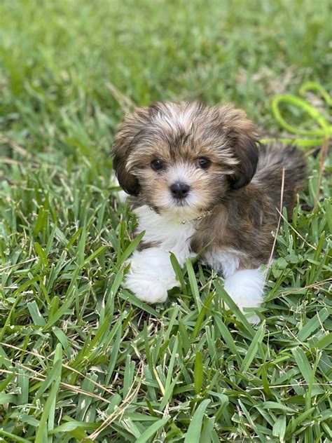 Lhasa Apso Puppies For Sale Houston Tx 335280