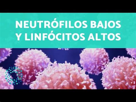 Descubre Por Qu Los Neutr Filos Son Bajos Y Los Linfocitos Altos