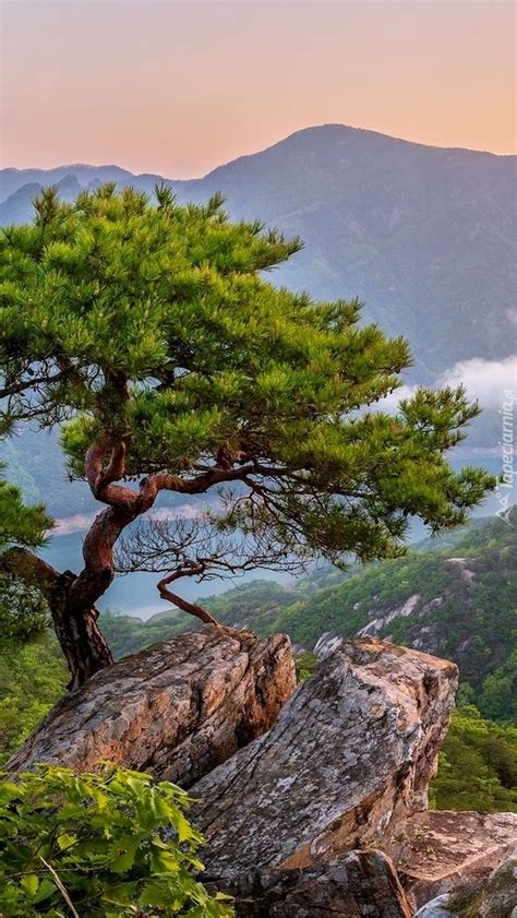 Sosna na skale i góry w tle Tapeta na telefon Fotografia de árvore