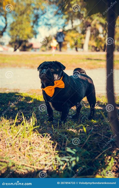 Portrait Of Cute Pug Dog Outdoors Stock Image Image Of Friendship