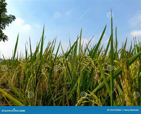 Plantaciones De Arroz Listas Para La Cosecha Foto De Archivo Imagen