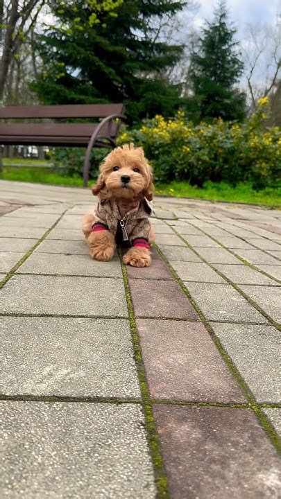 Мальтипу ред Браун ф1 девочка 👧 #cute #dog #maltipoo #puppy # ...