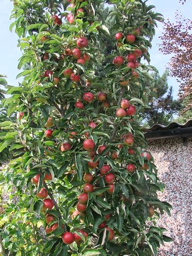 Minarettecolumnar Fruit Trees