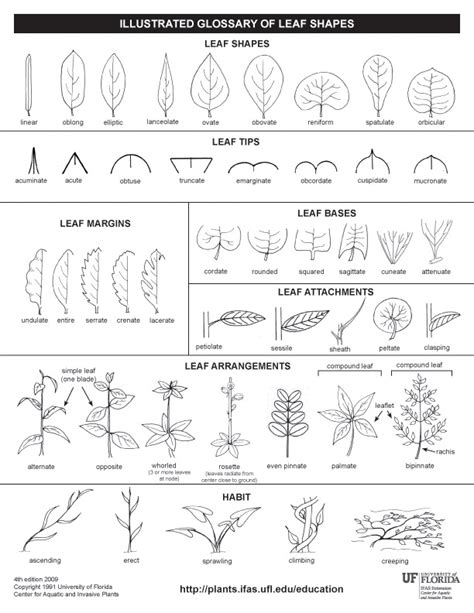 Leaf Identification Chart Printable