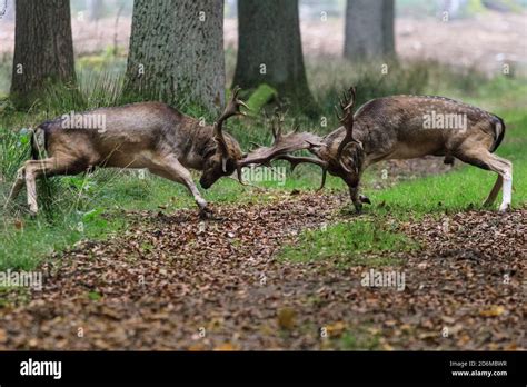 Duelmen NRW Germany 18th Oct 2020 Two Fallow Deer Bucks Dama Dama