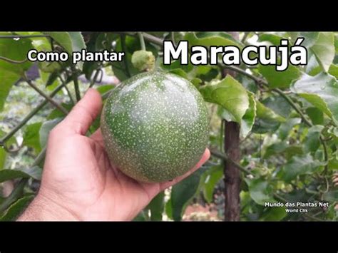 Como Plantar Maracuj Youtube