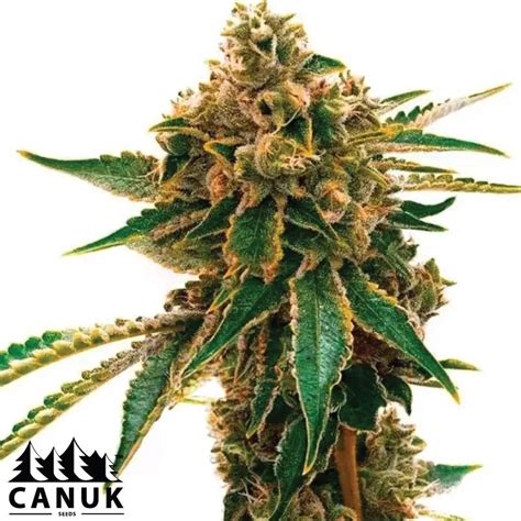 Mango Kush Feminized Seeds - ELITE STRAIN