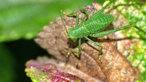 Green katydid on a leaf stock photo. Image of south - 252148364