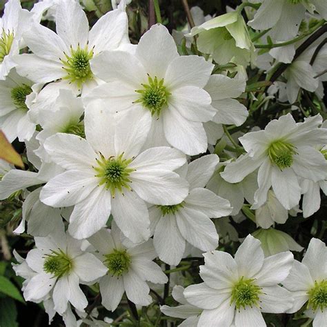 Clematis X Cartmanii Avalanche Evergreen Not Hardy North Love Those Green Stamens Clematis