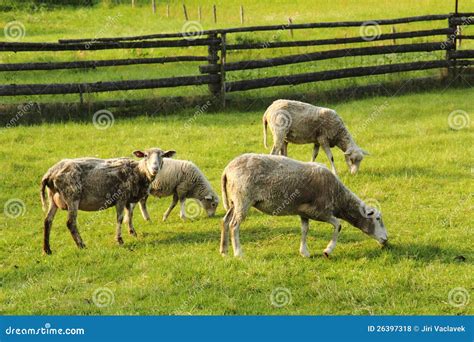 Sheeps In The Green Grass Stock Photo Image Of Herd 26397318