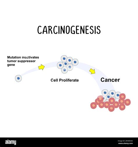 Carcinogenesis The Process Of Cancer Development Involving Genetic